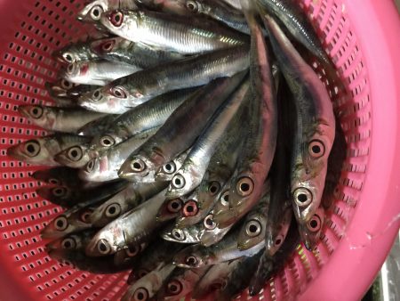 ファミリーフィッシング！！