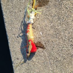 今日も仕事帰りにタコです。