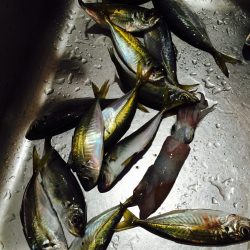 のんびりアジング