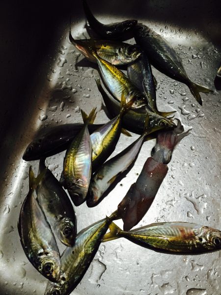 のんびりアジング