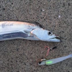 ワインドでタチウオ！