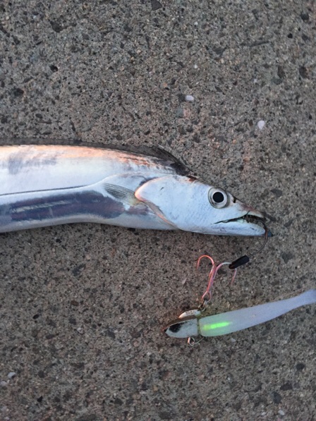 ワインドでタチウオ！