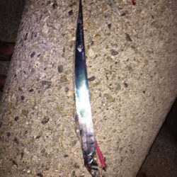 大阪タチウオ開幕！