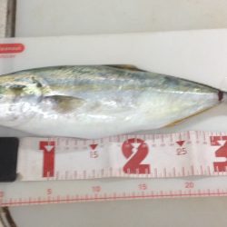 ショアジギ＆ワインド調査