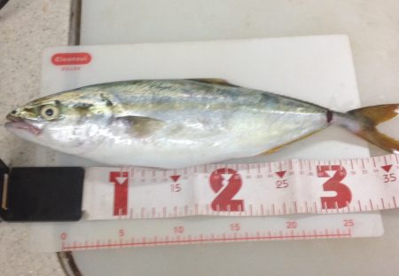 ショアジギ＆ワインド調査