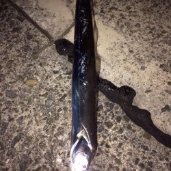 タッチー来ました！