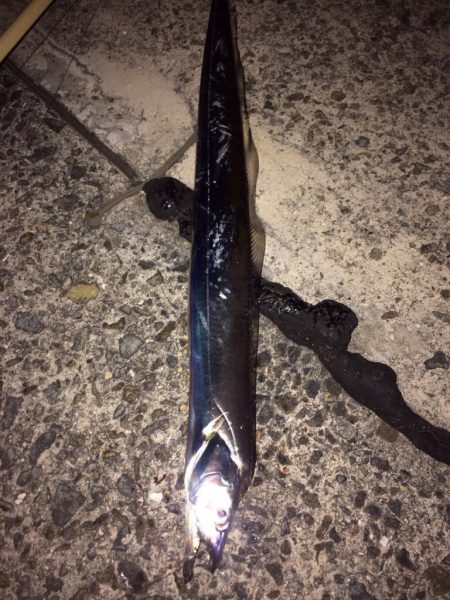 タッチー来ました！