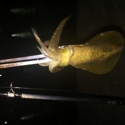 真夜中のエギング調査