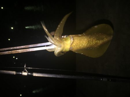 真夜中のエギング調査