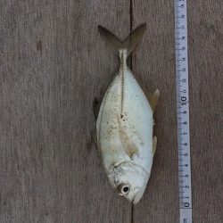 帰宅から夕飯までの超短時間釣行