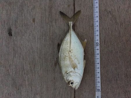 帰宅から夕飯までの超短時間釣行