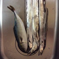 佐野川 ツバス 太刀魚 サワラ