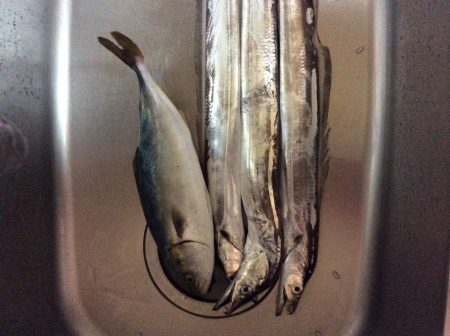 佐野川 ツバス 太刀魚 サワラ