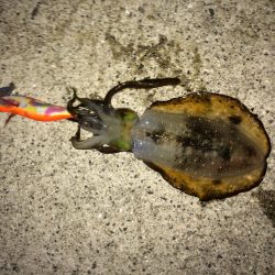 今年初の新子アオリちゃん。