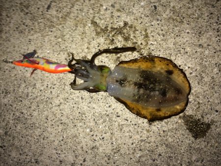 今年初の新子アオリちゃん。