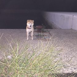 秋の夜長フィッシング