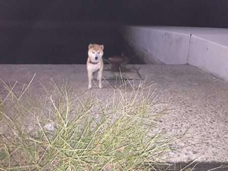 秋の夜長フィッシング