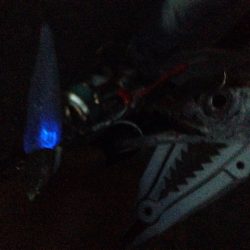 タチウオ開幕！