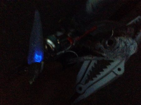 タチウオ開幕！