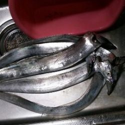 今年初のタチウオ