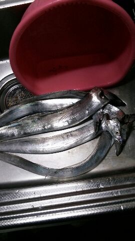 今年初のタチウオ