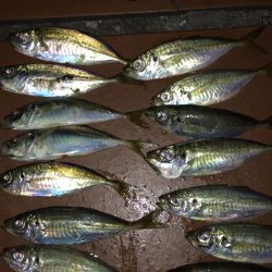 今年初アジング