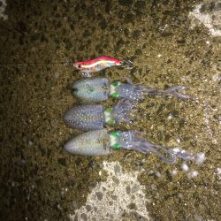 アオリイカ続々登場！