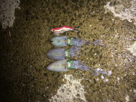 アオリイカ続々登場！