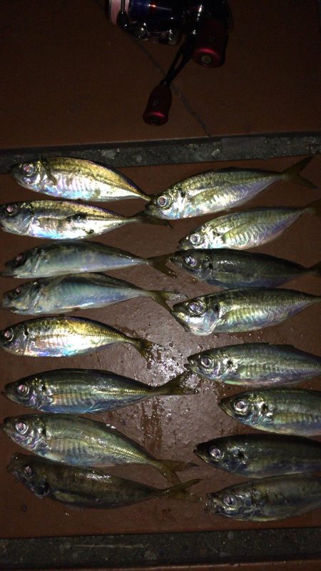 今年初アジング