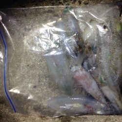 週末アングラー