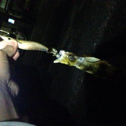 数年ぶりにエギング