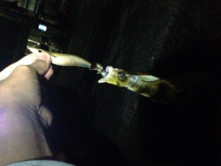 数年ぶりにエギング