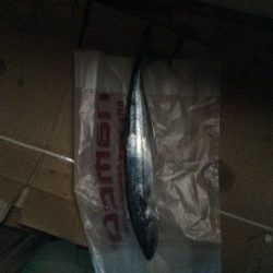 佐野川にて サワラ