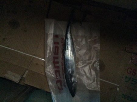 佐野川にて サワラ