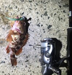 ロックフィッシュ調査