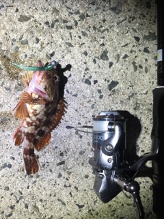 ロックフィッシュ調査