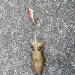 アオリイカ釣り