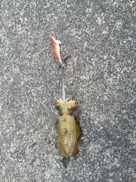 アオリイカ釣り