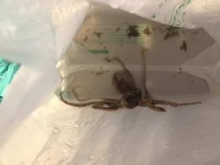 SW！キス釣り！！