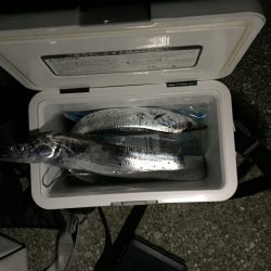 初めての太刀魚ゲット‼︎