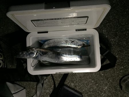 初めての太刀魚ゲット‼︎