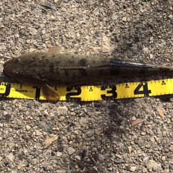 ビフテキでマゴチ