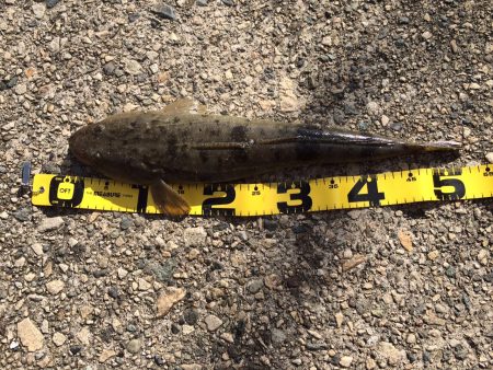 ビフテキでマゴチ