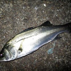 ナイトで、シーバス＆マゴチ