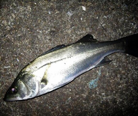 ナイトで、シーバス＆マゴチ