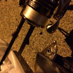 アジング調査‼︎