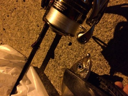 アジング調査‼︎