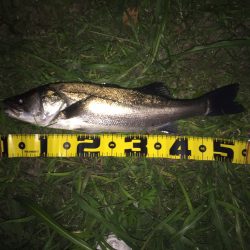 久しぶりの釣果