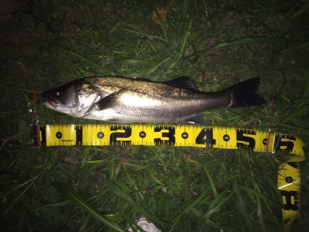 久しぶりの釣果