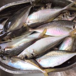 久々爆良型アジ！